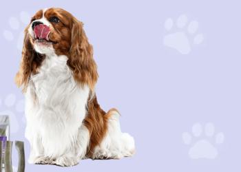 The Regal Mutt: Natural Dog Chews, Treats, and What Sets the Brand Apart