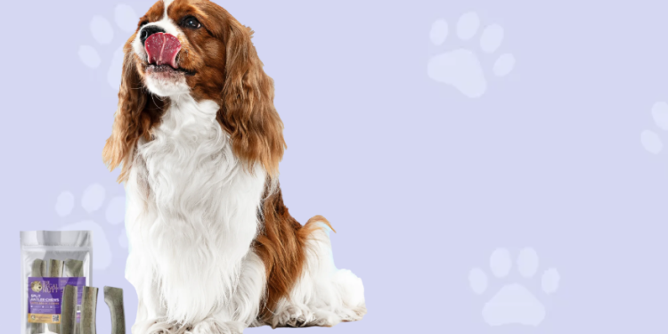 The Regal Mutt: Natural Dog Chews, Treats, and What Sets the Brand Apart