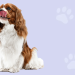 The Regal Mutt: Natural Dog Chews, Treats, and What Sets the Brand Apart