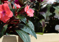 Garden Troughs and Planters: Handmade Timber Garden Solutions and What Makes Them Stand Out