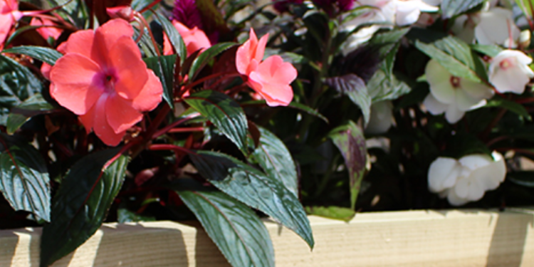 Garden Troughs and Planters: Handmade Timber Garden Solutions and What Makes Them Stand Out