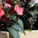 Garden Troughs and Planters: Handmade Timber Garden Solutions and What Makes Them Stand Out