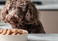 MyZenoo: Freeze-Dried Raw Nutrition Designed for Healthier Pets