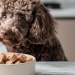 MyZenoo: Freeze-Dried Raw Nutrition Designed for Healthier Pets